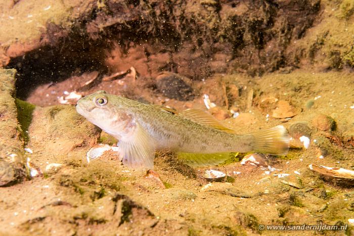 Neogobius melanostomus, De Lithse Ham, 5-5-2014